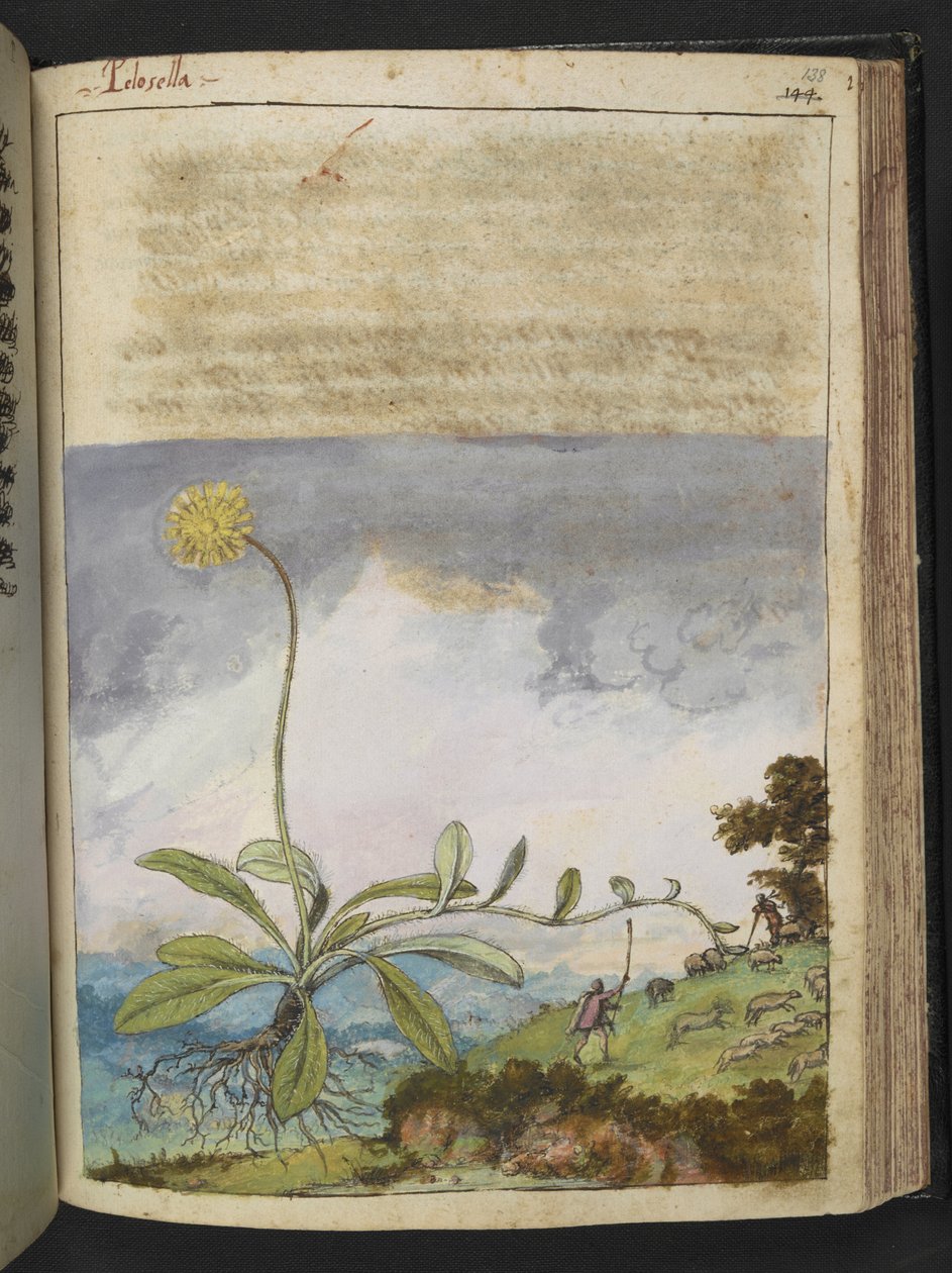 Pilosella officinarum, från "Paintings of Flora of the Roman States" av Gherardo Cibo, Add MS 22333, f138r, c.1564-84 (akvarell & gouache på papper) av Gherardo Cibo