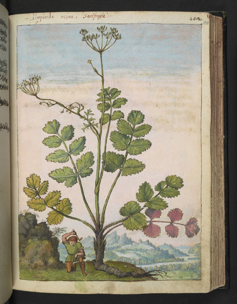 Pimpinella major, från "Paintings of Flora of the Roman States" av Gherardo Cibo, Add MS 22333, f100r, c.1564-84 (akvarell & gouache på papper) av Gherardo Cibo