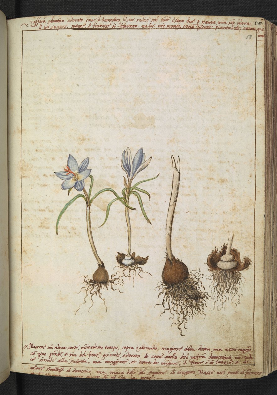 Växter mellan blå blommor, från "Paintings of Flora of the Roman States" av Gherardo Cibo, Add MS 22333, f058r, c.1564-84 (akvarell & gouache på papper) av Gherardo Cibo