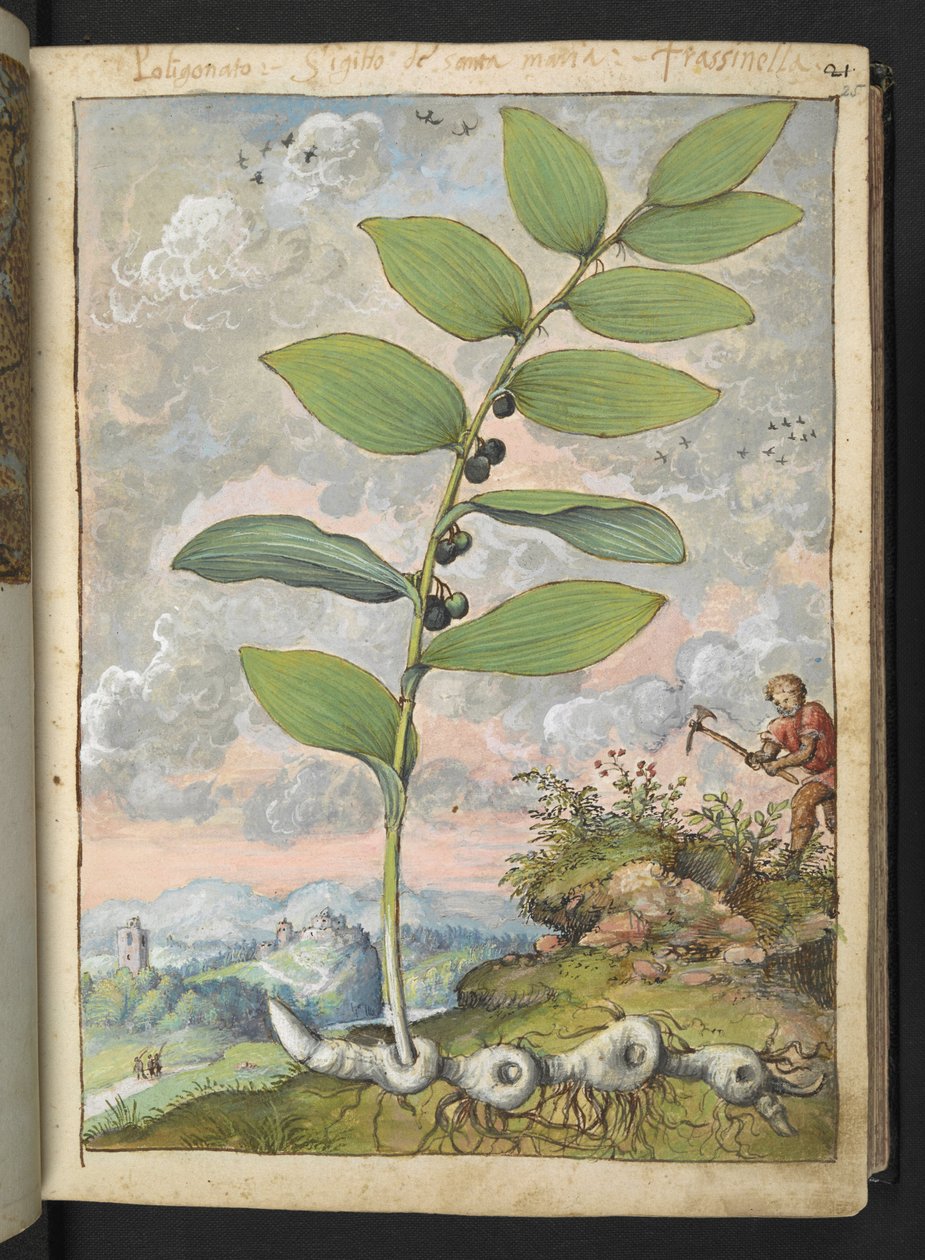 Polygonatum odoratum: En växt. En man med ett hack, från "Paintings of Flora of the Roman States" av Gherardo Cibo, Add MS 22333, f025r, c.1564-84 (akvarell & gouache på papper) av Gherardo Cibo