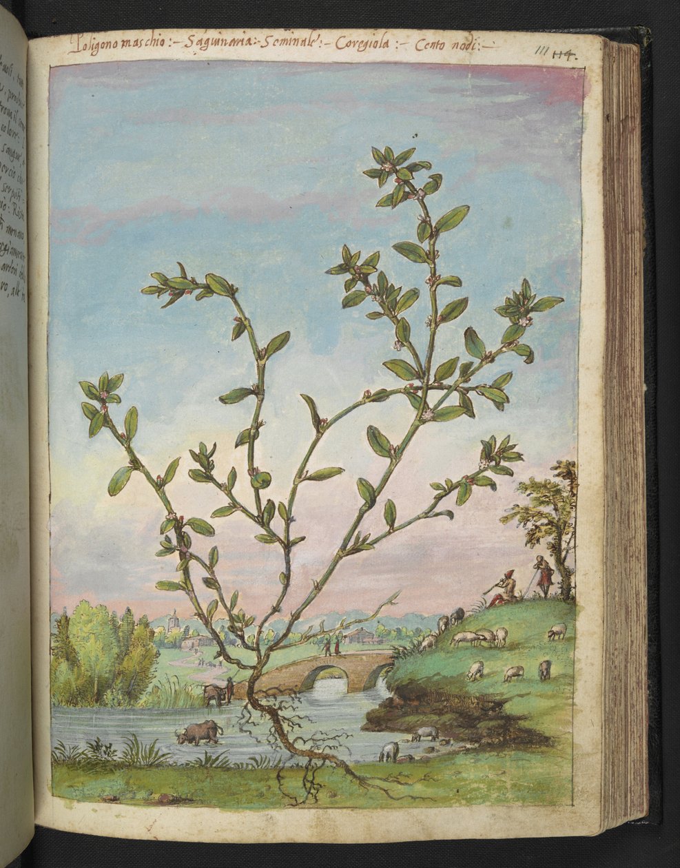 Polygonum aviculare, från "Paintings of Flora of the Roman States" av Gherardo Cibo, Add MS 22333, f111r, c.1564-84 (akvarell & gouache på papper) av Gherardo Cibo