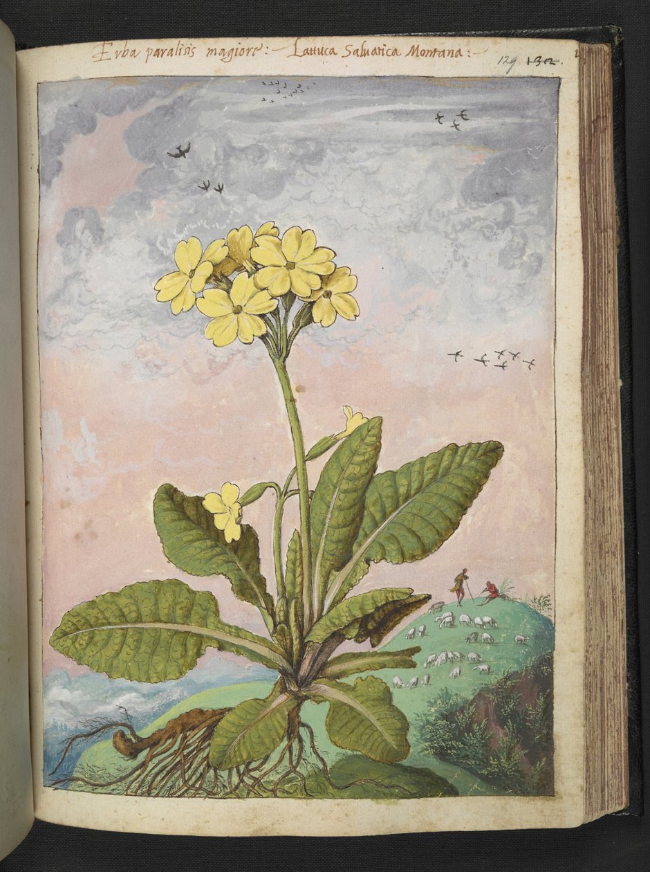 Primula elatior: En växt med gula kronblad. , från "Paintings of Flora of the Roman States" av Gherardo Cibo, Add MS 22333, f129r, c.1564-84 (akvarell & gouache på papper) av Gherardo Cibo