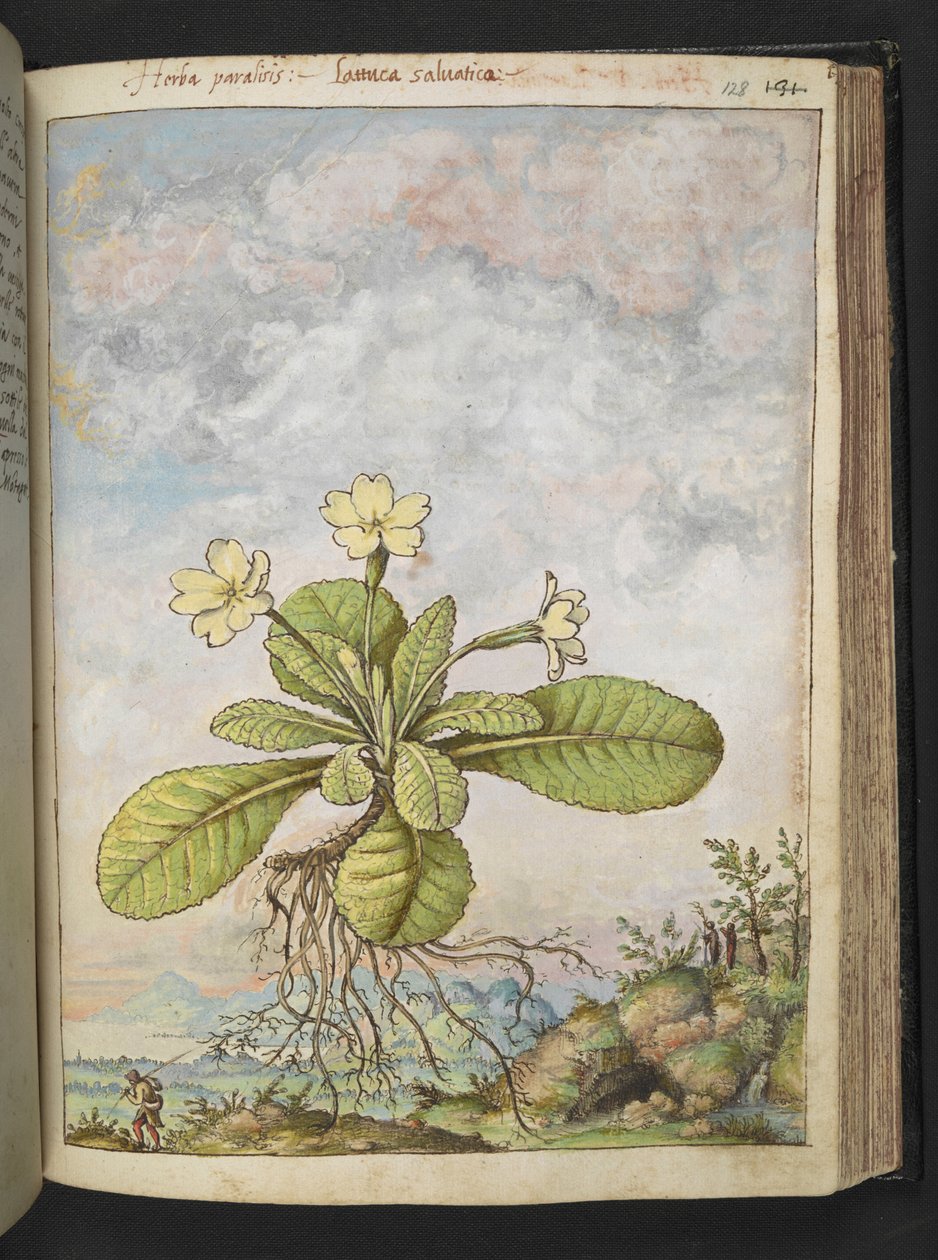 Primula vulgaris, från "Paintings of Flora of the Roman States" av Gherardo Cibo, Add MS 22333, f128r, c.1564-84 (akvarell & gouache på papper) av Gherardo Cibo