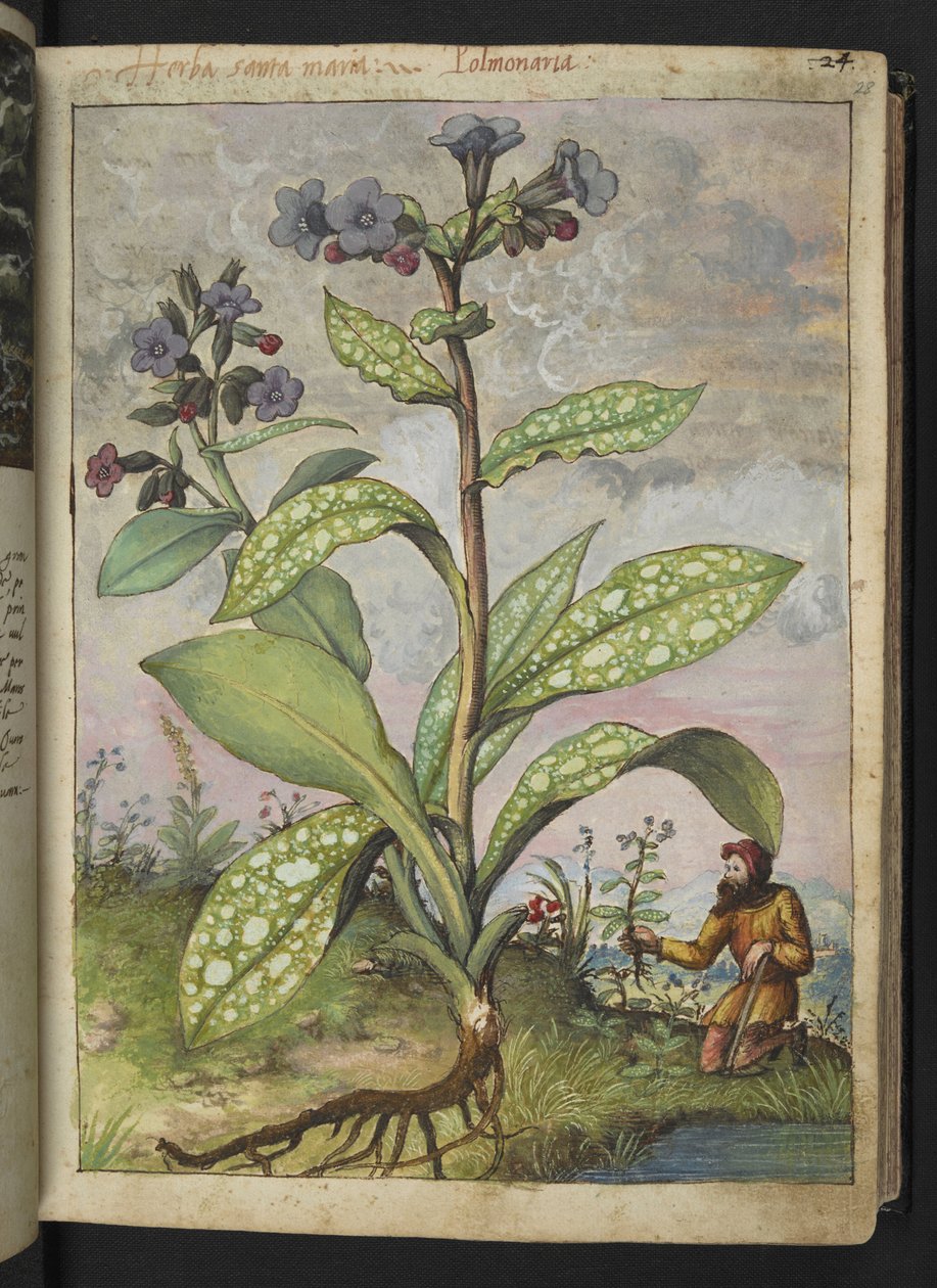 Pulmonaria officinalis, från "Paintings of Flora of the Roman States" av Gherardo Cibo, Add MS 22333, f028r, c.1564-84 (akvarell & gouache på papper) av Gherardo Cibo