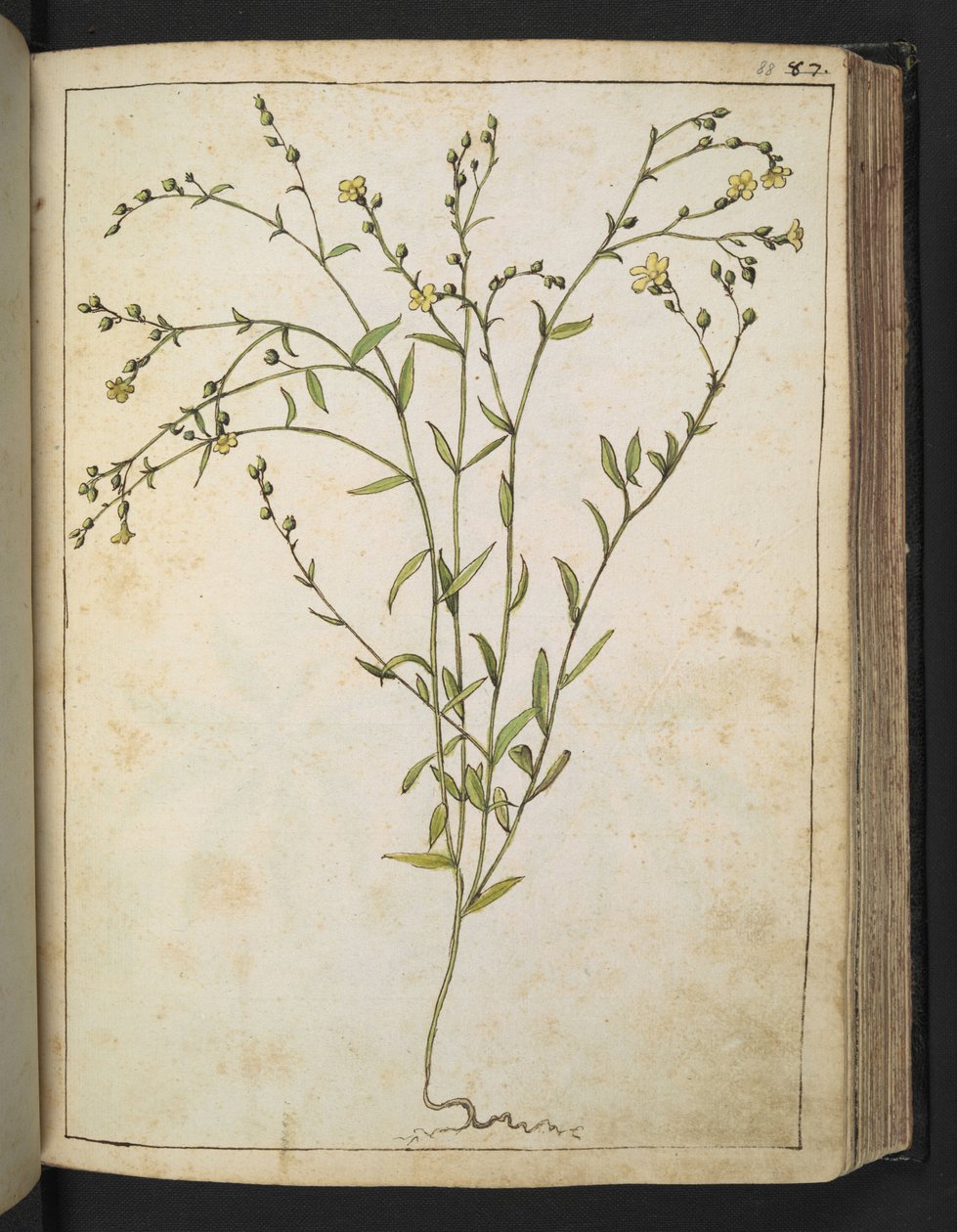 Ranunculus bulbosus: En växt med gula blommor, från "Paintings of Flora of the Roman States" av Gherardo Cibo, Add MS 22333, f088r, c.1564-84 (akvarell & gouache på papper) av Gherardo Cibo