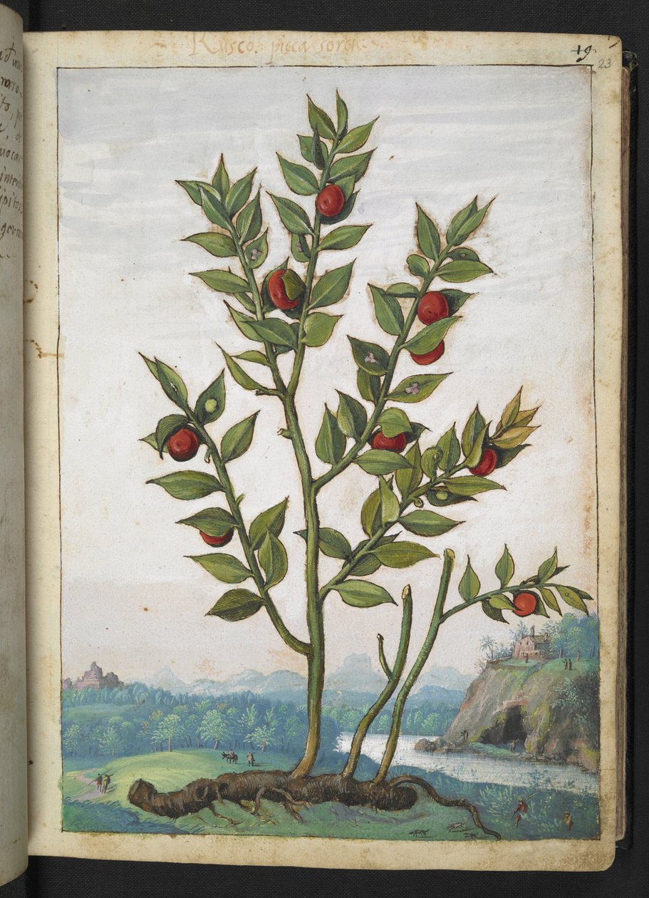Ruscus aculeatus: En växt som bär röda bär, från "Paintings of Flora of the Roman States" av Gherardo Cibo, Add MS 22333, f023r, c.1564-84 (akvarell & gouache på papper) av Gherardo Cibo