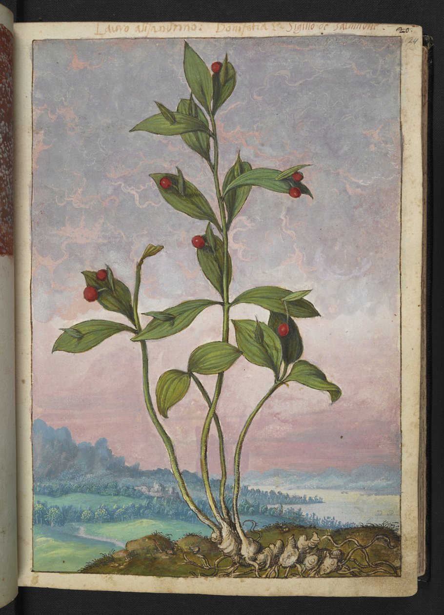 Ruscus hypoglossum: En växt som bär röda bär, från "Paintings of Flora of the Roman States" av Gherardo Cibo, Add MS 22333, f024r, c.1564-84 (akvarell & gouache på papper) av Gherardo Cibo