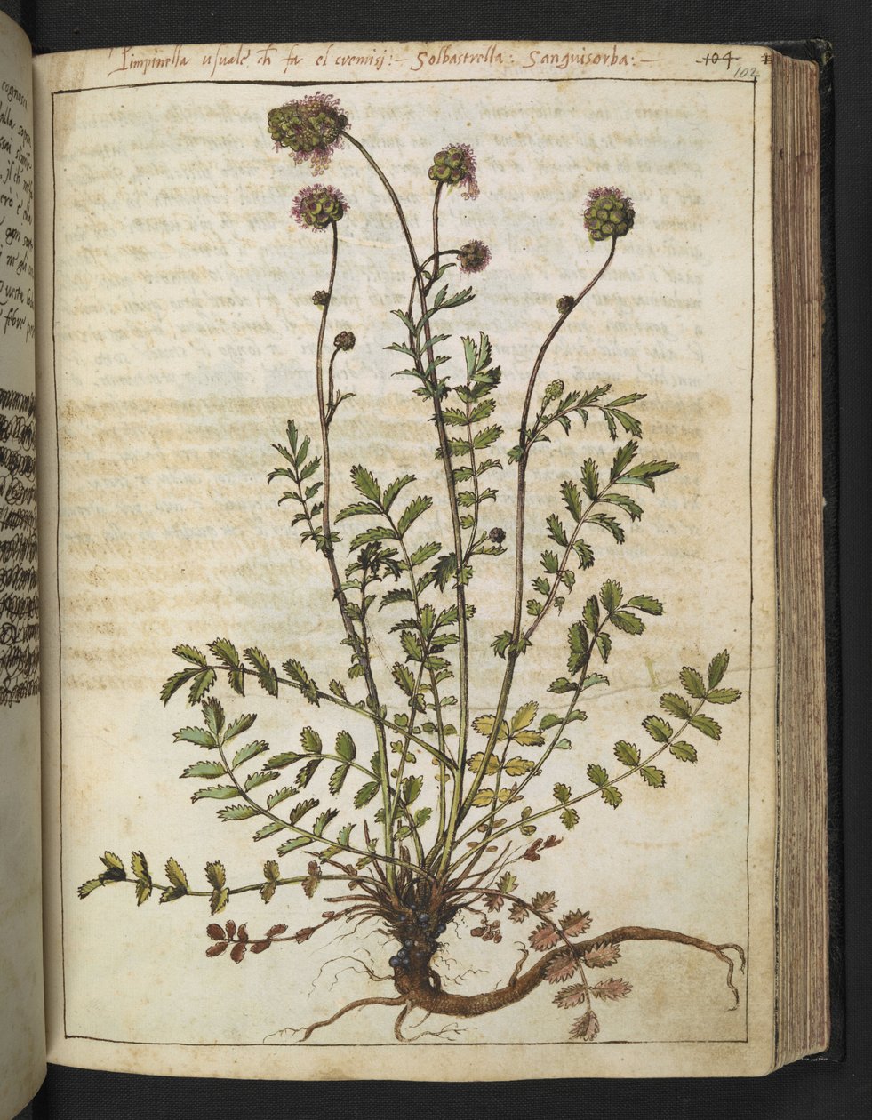 Sanguisorba minor, från "Paintings of Flora of the Roman States" av Gherardo Cibo, Add MS 22333, f102r, c.1564-84 (akvarell & gouache på papper) av Gherardo Cibo