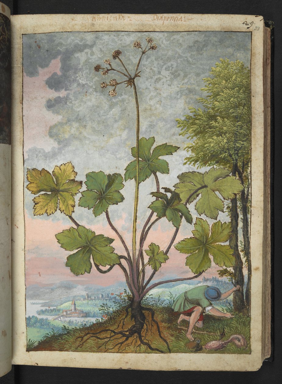 Sanicula europaea och en man som undersöker basen av ett träd, från "Paintings of Flora of the Roman States" av Gherardo Cibo, Add MS 22333, f033r, c.1564-84 (akvarell & gouache på papper) av Gherardo Cibo
