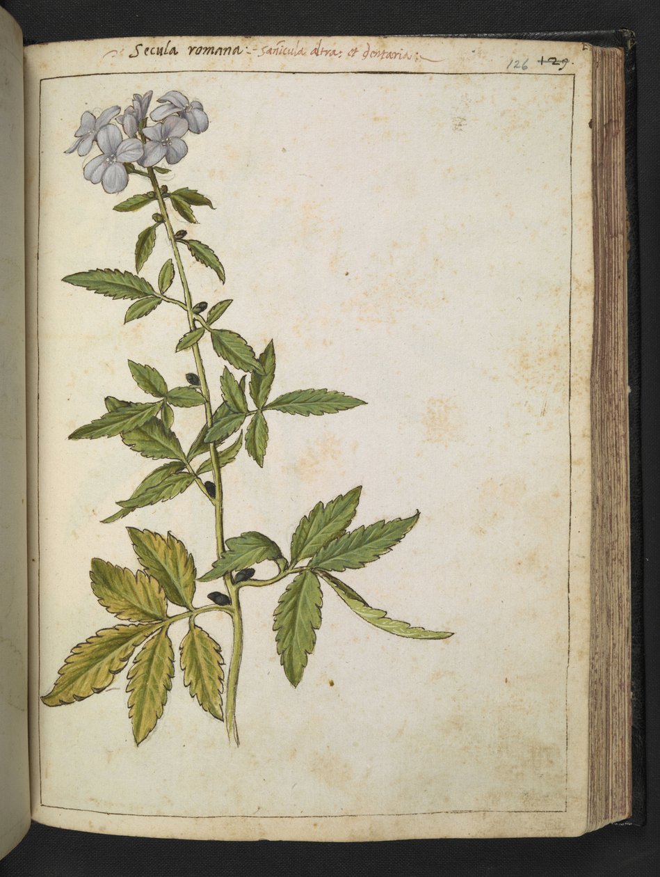 Sanicula, från "Paintings of Flora of the Roman States" av Gherardo Cibo, Add MS 22333, f126r, c.1564-84 (akvarell & gouache på papper) av Gherardo Cibo