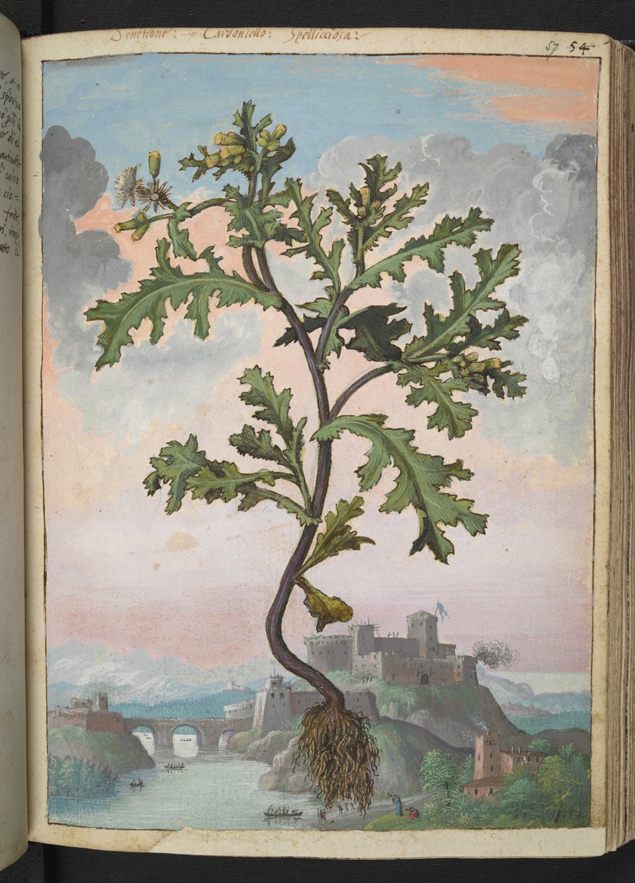 Senecio vulgaris, från "Paintings of Flora of the Roman States" av Gherardo Cibo, Add MS 22333, f057r, c.1564-84 (akvarell & gouache på papper) av Gherardo Cibo