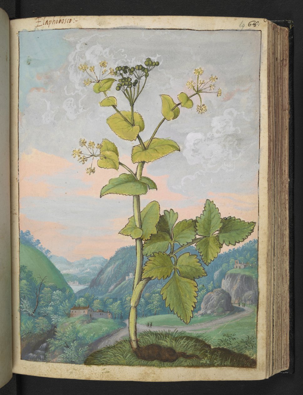 Smyrnium olusatrum, från "Paintings of Flora of the Roman States" av Gherardo Cibo, Add MS 22333, f069r, c.1564-84 (akvarell & gouache på papper) av Gherardo Cibo