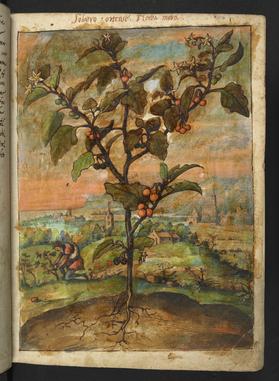 Solanum nigrum: En växt med orange frukt, från "Paintings of Flora of the Roman States" av Gherardo Cibo, Add MS 22333, f007r, c.1564-84 (akvarell & gouache på papper) av Gherardo Cibo