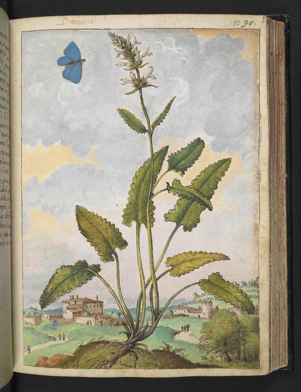 Stachys officinalis, från "Paintings of Flora of the Roman States" av Gherardo Cibo, Add MS 22333, f093r, c.1564-84 (akvarell & gouache på papper) av Gherardo Cibo