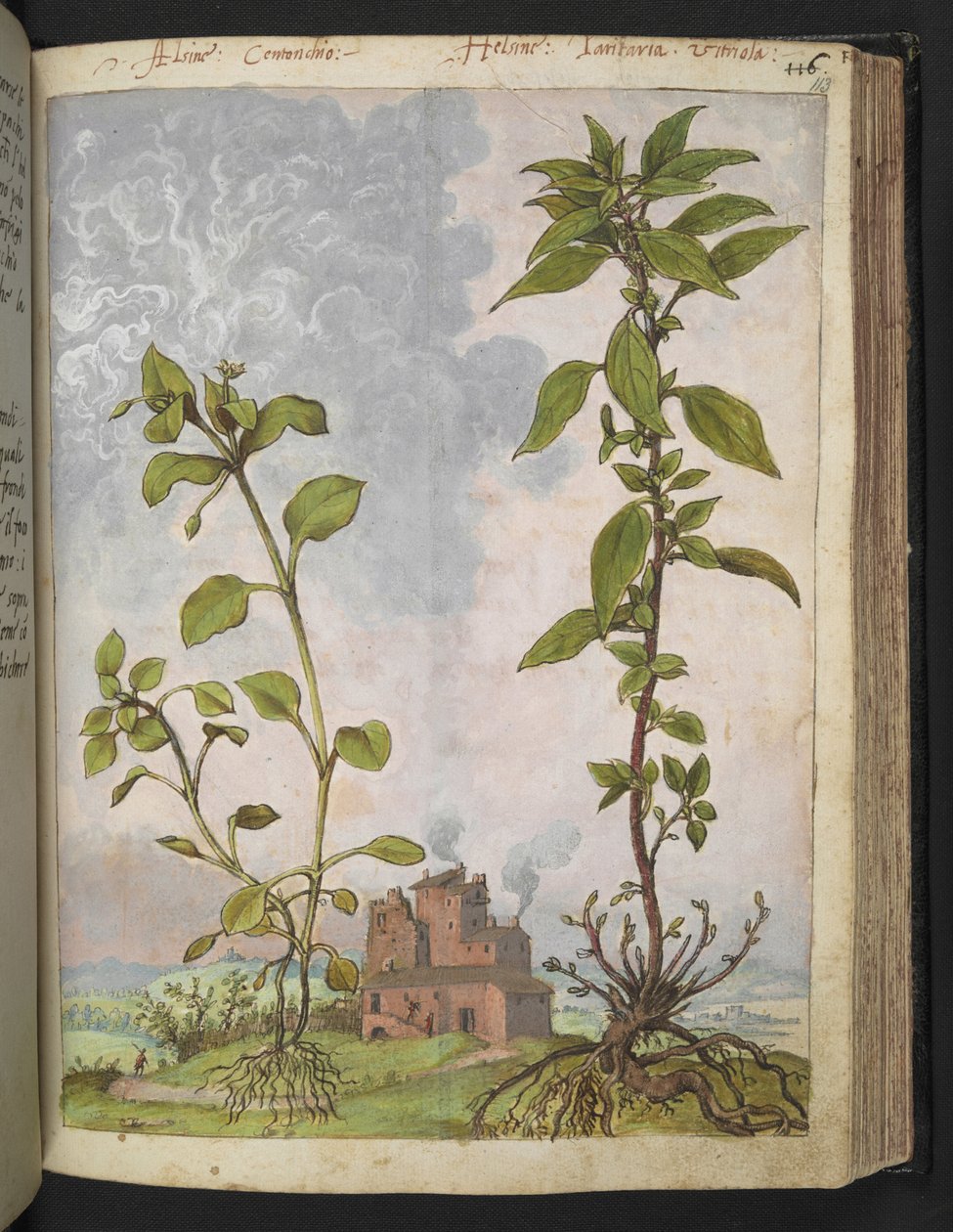 Stellaria media, möjligen Stellaria media, från "Paintings of Flora of the Roman States" av Gherardo Cibo, Add MS 22333, f113r, c.1564-84 (akvarell & gouache på papper) av Gherardo Cibo