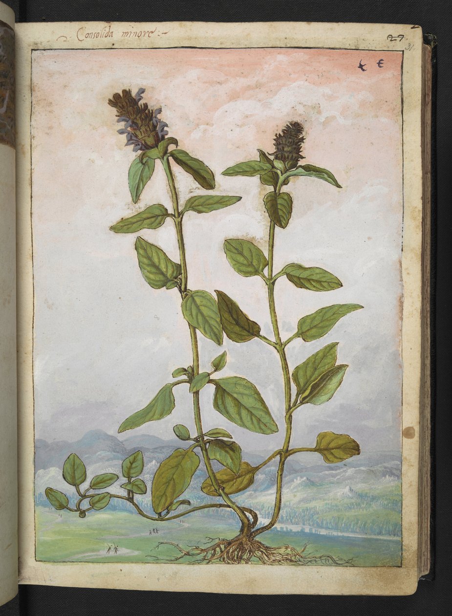 Symphytum bulbosum (Bulbous Comfrey), från "Paintings of Flora of the Roman States" av Gherardo Cibo, Add MS 22333, f031r, c.1564-84 (akvarell & gouache på papper) av Gherardo Cibo