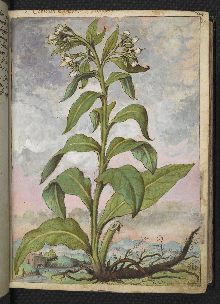 Symphytum officinale (Comfrey), från "Paintings of Flora of the Roman States" av Gherardo Cibo, Add MS 22333, f029r, c.1564-84 (akvarell & gouache på papper) av Gherardo Cibo