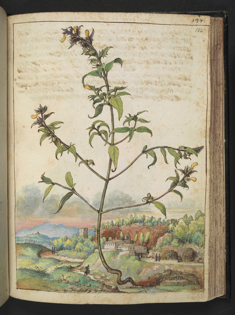 Hög växt med gröna blad och gula blommor, från "Paintings of Flora of the Roman States" av Gherardo Cibo, Add MS 22333, f132r, c.1564-84 (akvarell & gouache på papper) av Gherardo Cibo