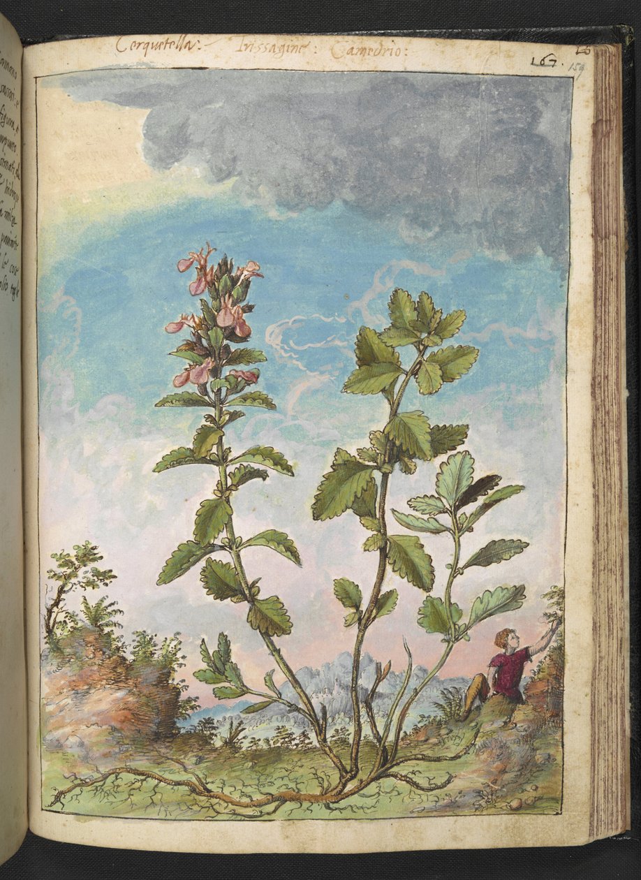Teucrium chamaedrys (Wall Germander), från "Paintings of Flora of the Roman States" av Gherardo Cibo, Add MS 22333, f159r, c.1564-84 (akvarell & gouache på papper) av Gherardo Cibo