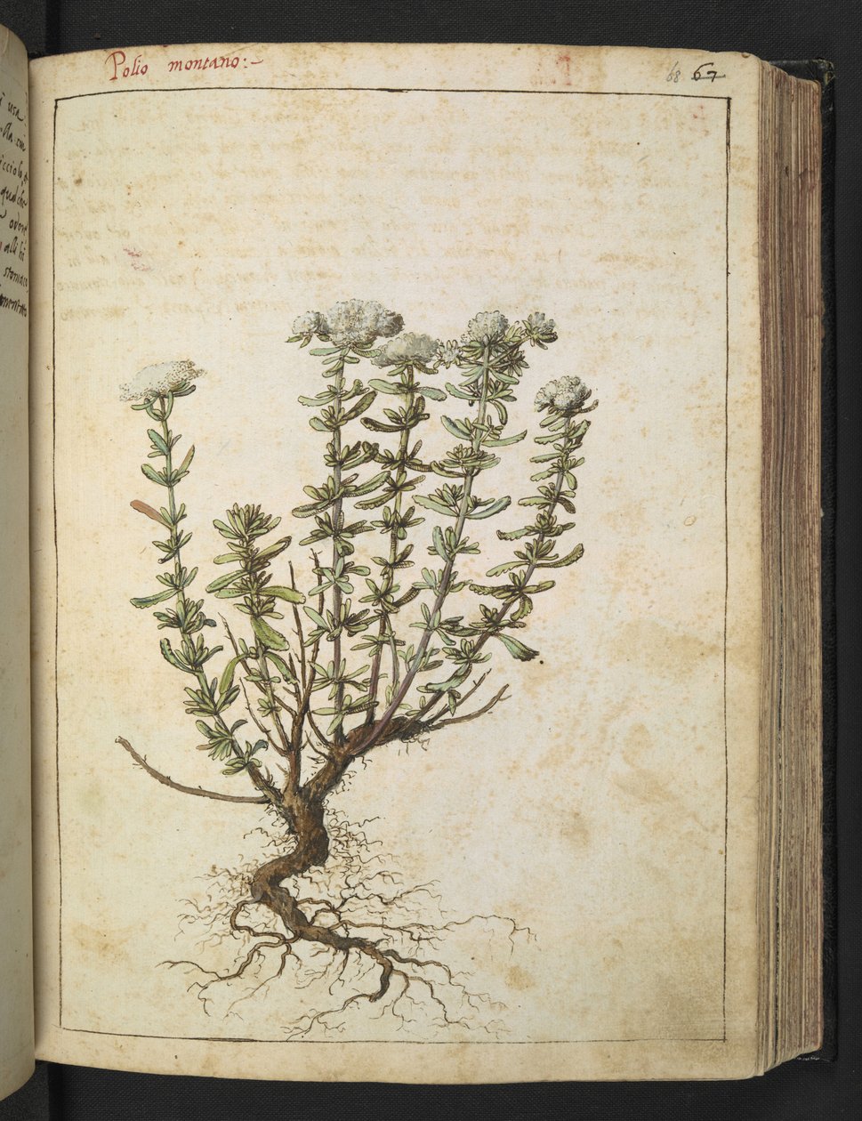Teucrium montanum, från "Paintings of Flora of the Roman States" av Gherardo Cibo, Add MS 22333, f068r, c.1564-84 (akvarell & gouache på papper) av Gherardo Cibo