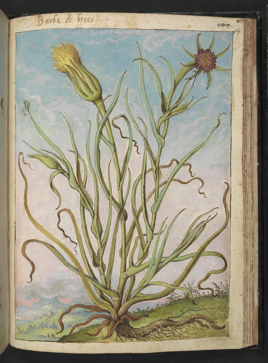 Tragopogon porrifolius, från "Paintings of Flora of the Roman States" av Gherardo Cibo, Add MS 22333, f169r, c.1564-84 (akvarell & gouache på papper) av Gherardo Cibo