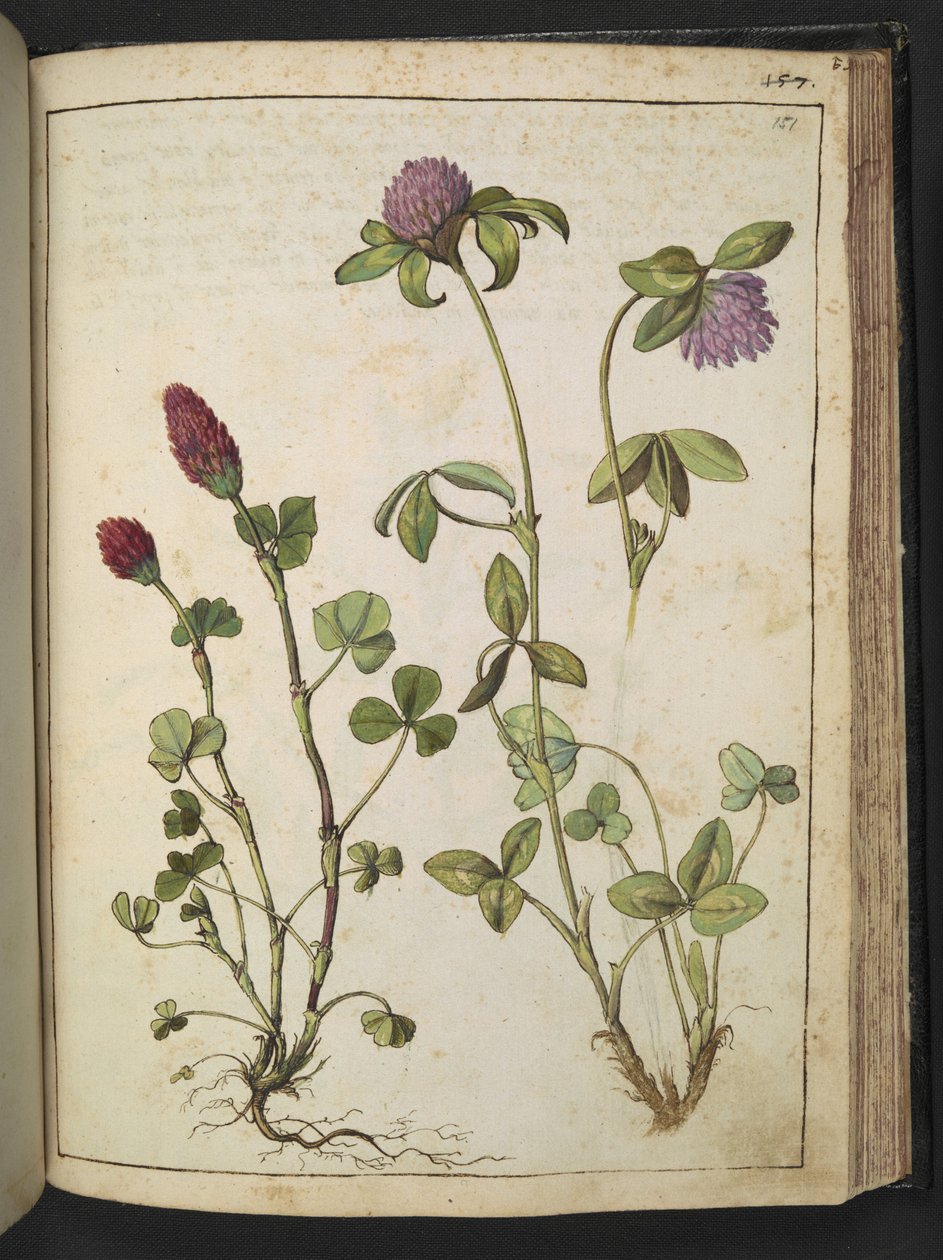Trifolium incarnatum & Trifolium pratens, från "Paintings of Flora of the Roman States" av Gherardo Cibo, Add MS 22333, f151r, c.1564-84 (akvarell & gouache på papper) av Gherardo Cibo