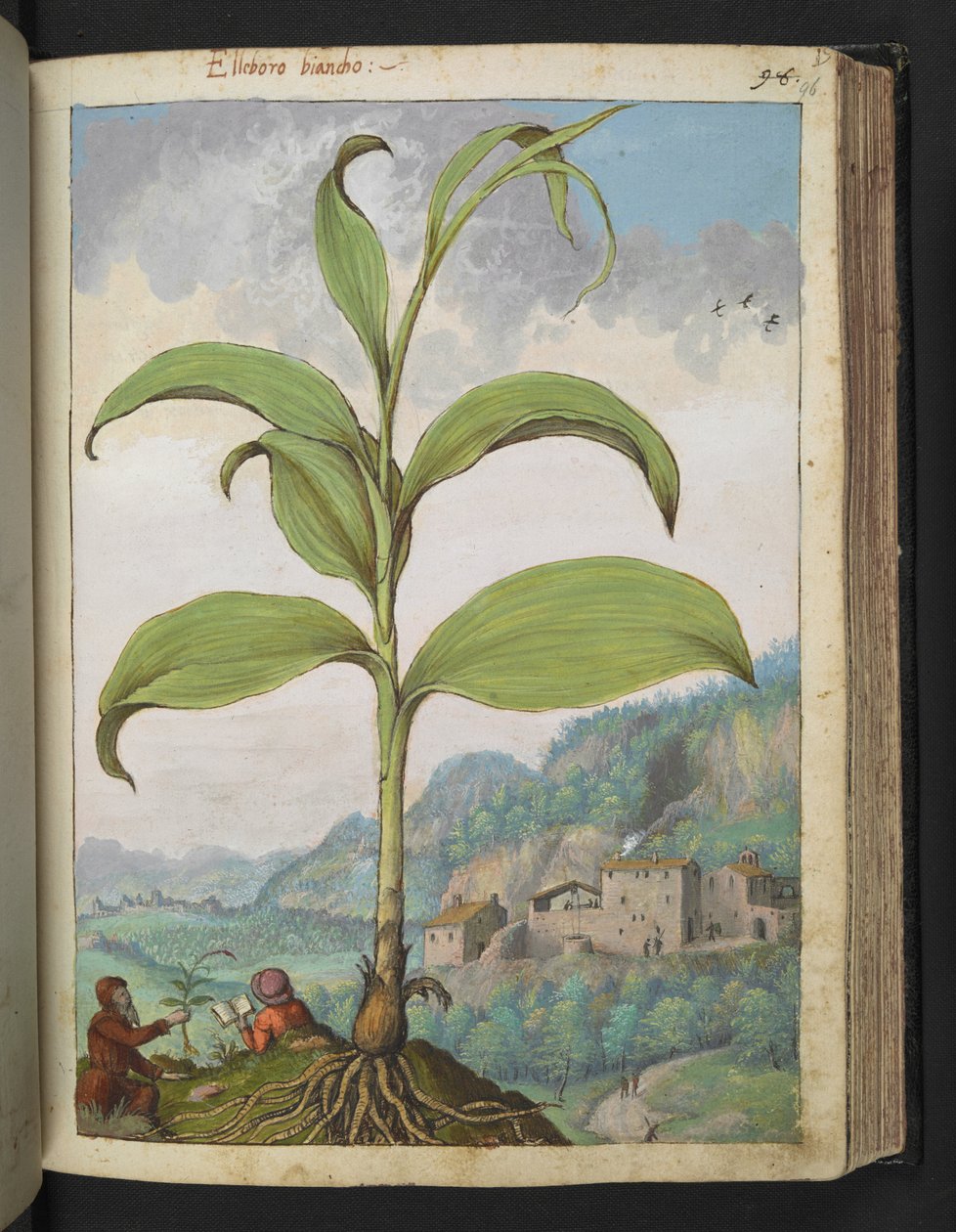 Veratrum nigrum, från "Paintings of Flora of the Roman States" av Gherardo Cibo, Add MS 22333, f096r, c.1564-84 (akvarell & gouache på papper) av Gherardo Cibo