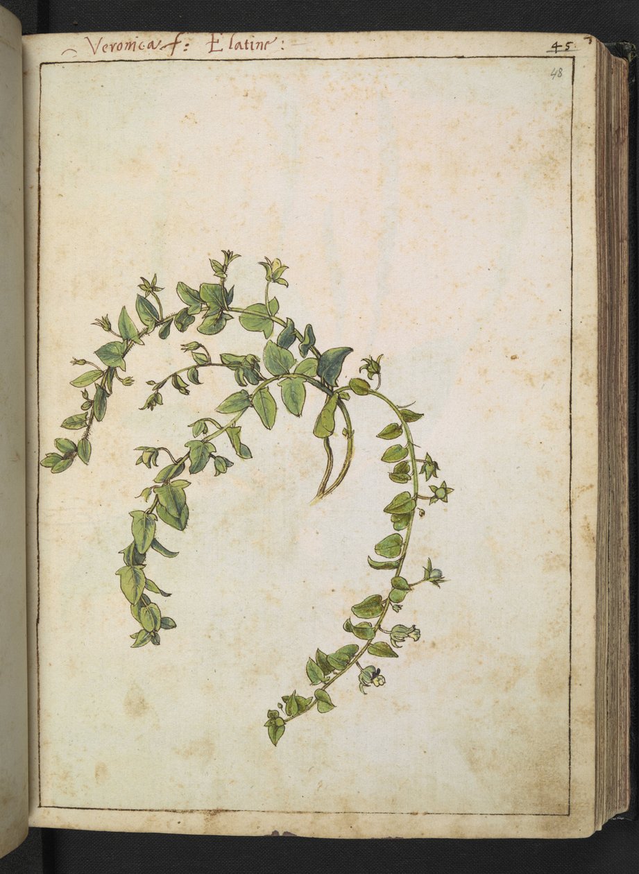 Veronica, från "Paintings of Flora of the Roman States" av Gherardo Cibo, Add MS 22333, f048r, c.1564-84 (akvarell & gouache på papper) av Gherardo Cibo