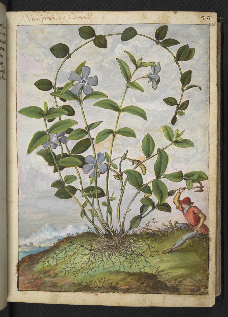 Vinca minor (Periwinkle), från "Paintings of Flora of the Roman States" av Gherardo Cibo, Add MS 22333, f026r, c.1564-84 (akvarell & gouache på papper) av Gherardo Cibo