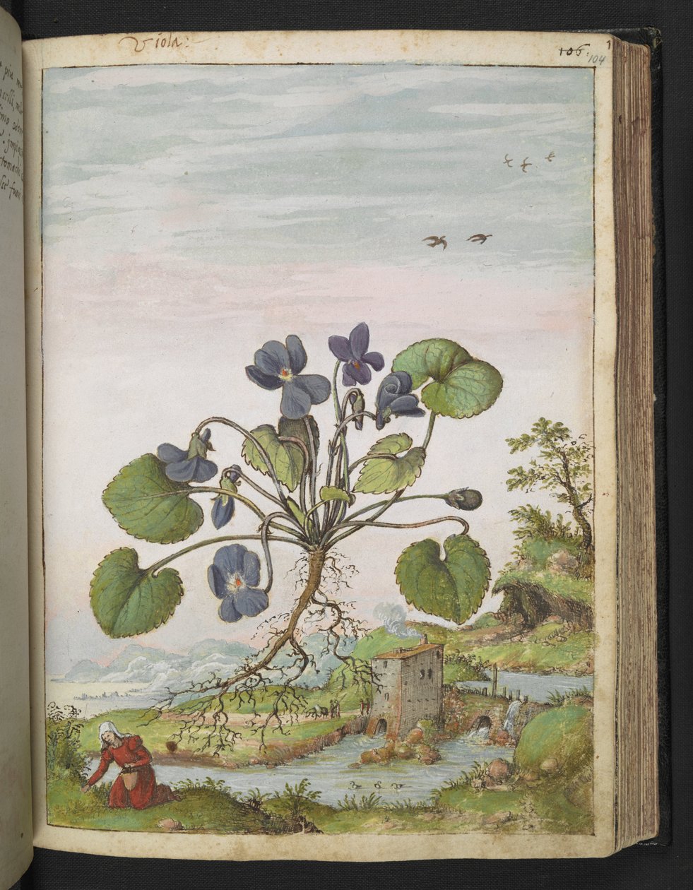Viola odorata, från "Paintings of Flora of the Roman States" av Gherardo Cibo, Add MS 22333, f104r, c.1564-84 (akvarell & gouache på papper) av Gherardo Cibo