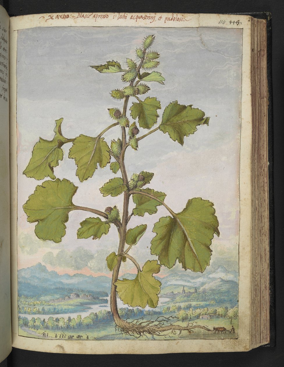 Xanthium strumarium, från "Paintings of Flora of the Roman States" av Gherardo Cibo, Add MS 22333, f110r, c.1564-84 (akvarell & gouache på papper) av Gherardo Cibo