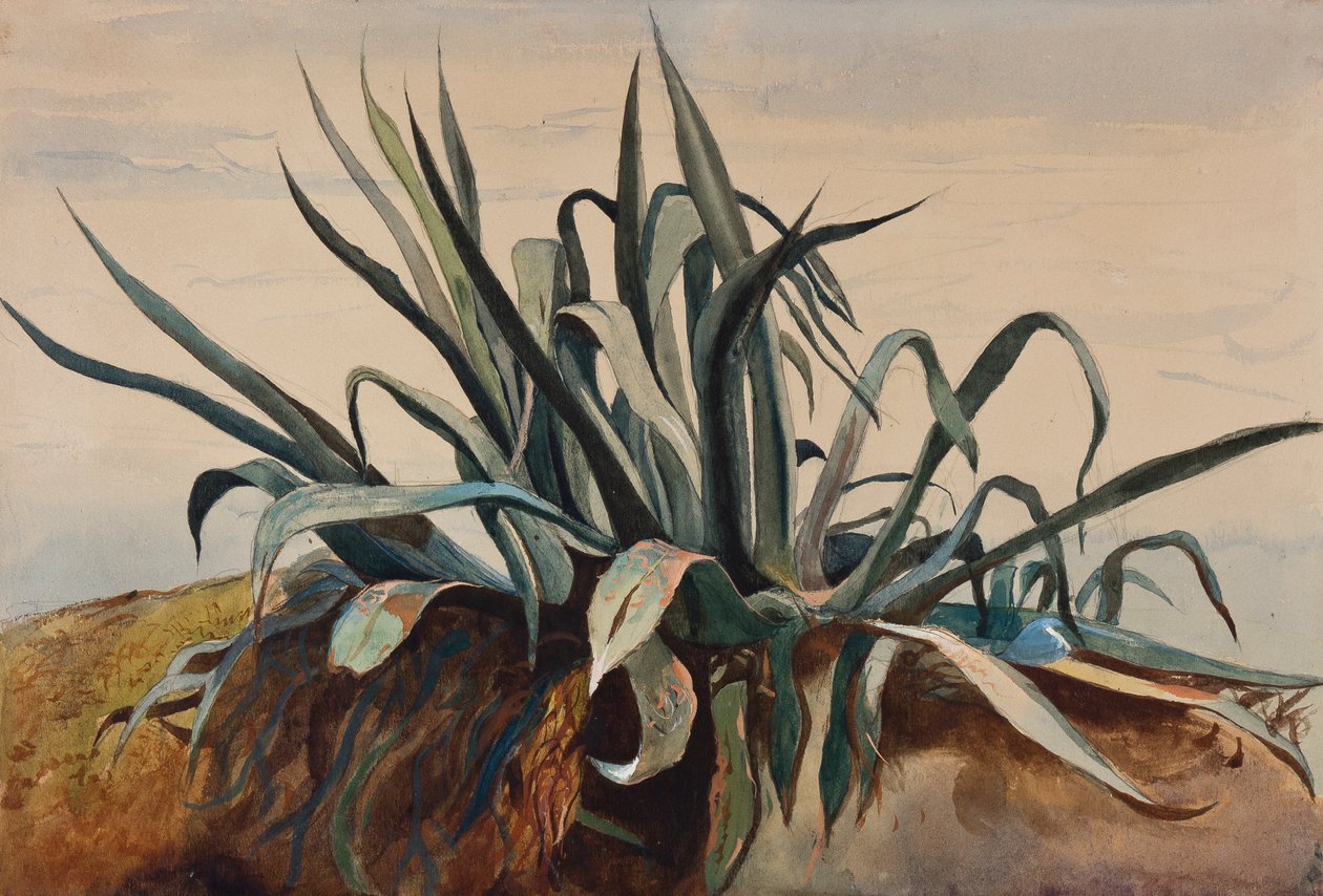 Studie av en agave, med tillägg av en Borbone-elev (penna, wc och gouache på papper) av Giacinto Gigante