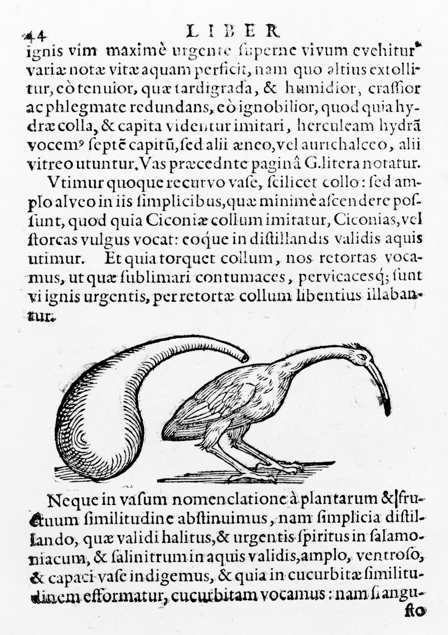 Flask och Ibis, illustration från De destillatione av Giambattista della Porta, publicerad 1610 av Giambattista della Porta