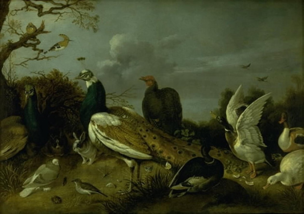 Påfåglar, ankor och andra djur av Gijsbert Gillisz. de Hondecoeter