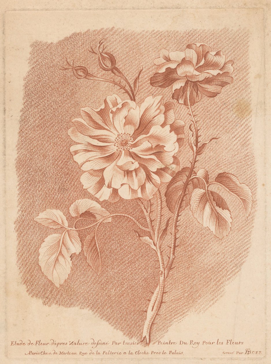 Bloemen Study of Flower after Nature tecknad av tessier Painter of Roy For Flowers (titel på objekt) av Gilles Demarteau