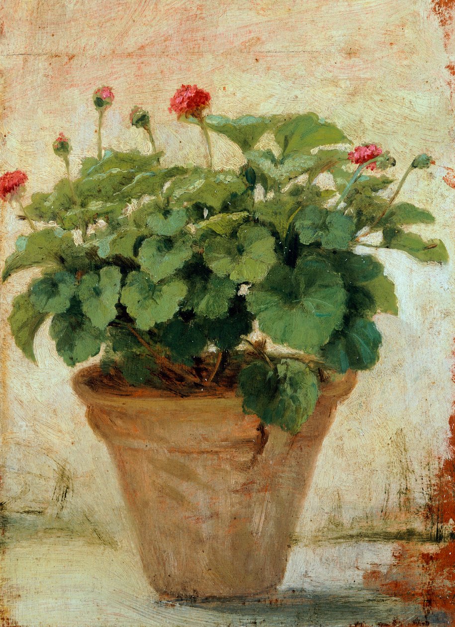 Vas med geranium (olja på duk) av Gioacchino Toma