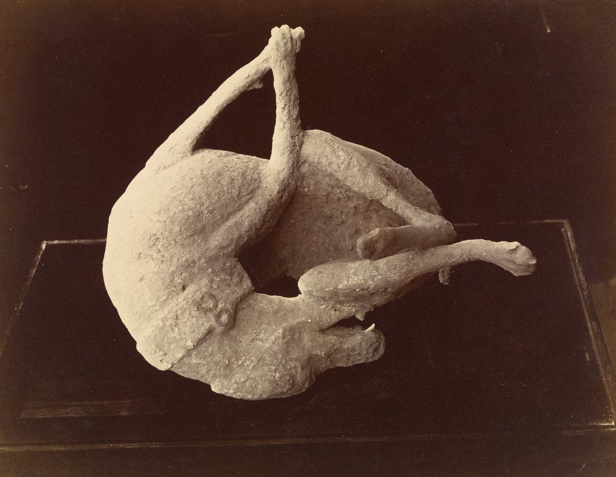 (Cast av en hund dödad av utbrottet av Vesuvius, Pompeji) av Giorgio Sommer