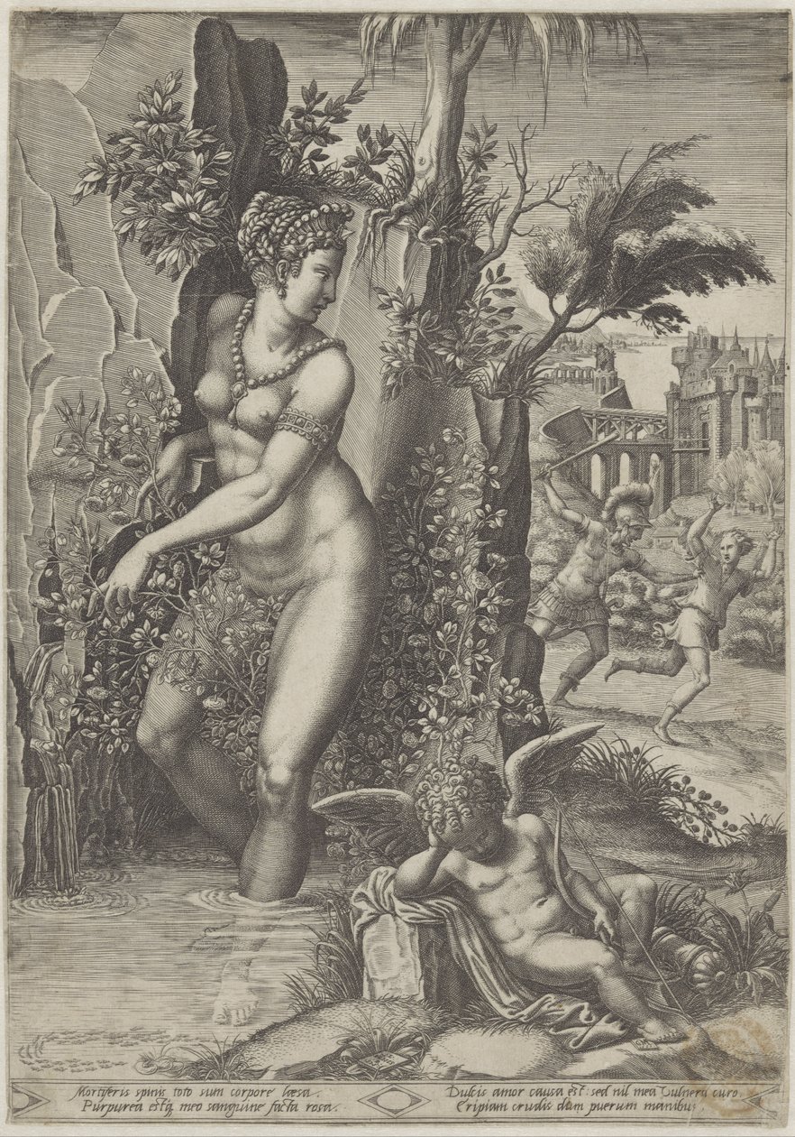 Venus och rosen av Giorgio Ghisi