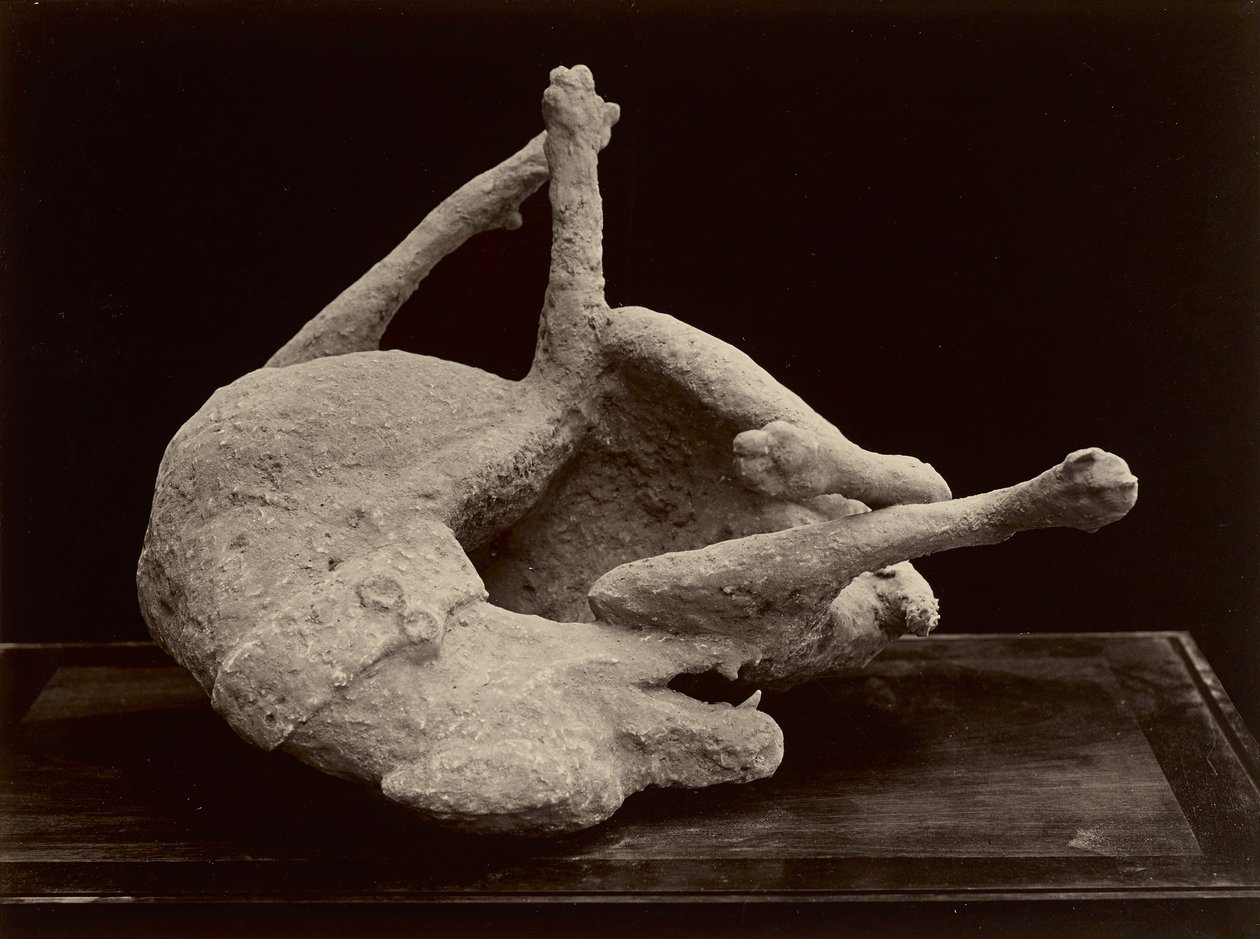 Dog, Pompeji, ca 1870 (albumin silvertryck från glasnegativ) av Giorgio Sommer