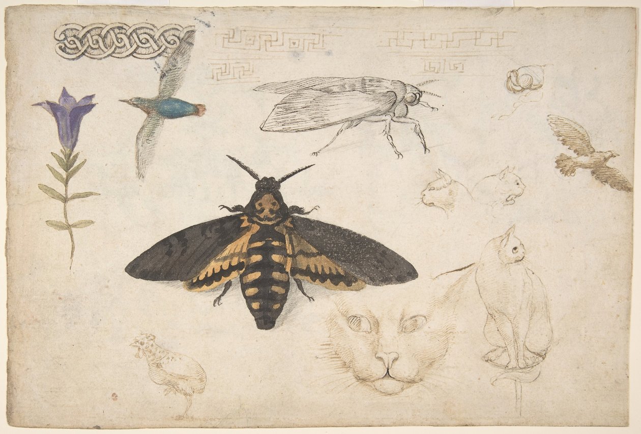 Studier av en gentiana, mal, fåglar, katter, sammanflätade motiv och grekiska band recto..., 1530-40. av Giorgio di Giovanni