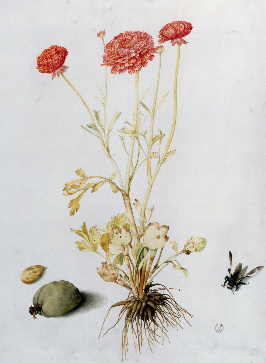 Smörblommaväxt med två mandlar och en hymenopter (wc) av Giovanna Garzoni