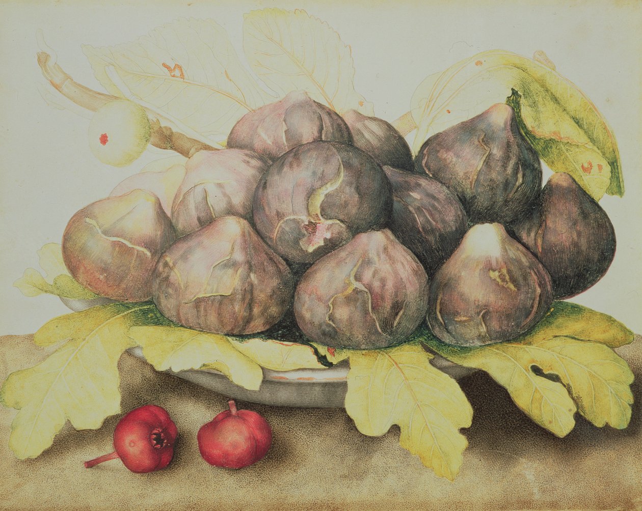 FIG av Giovanna Garzoni