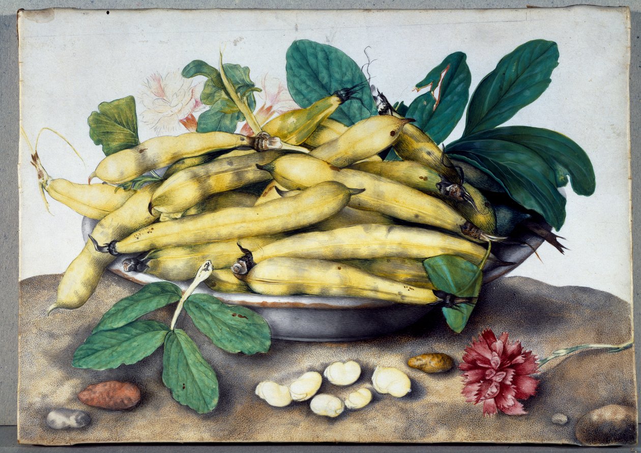 Stilleben med bondbönor (wc på pergament) av Giovanna Garzoni