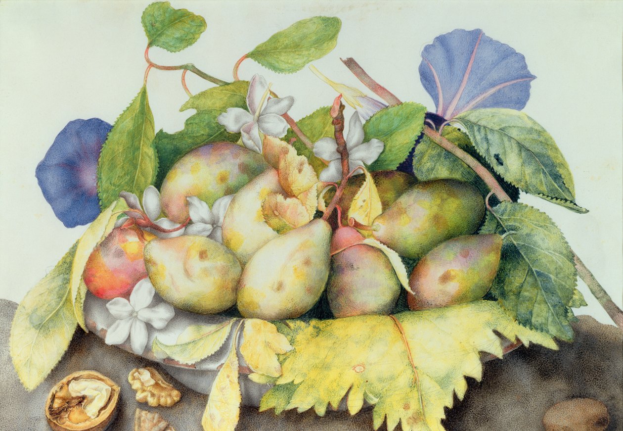 Stilleben med plommon, valnötter och jasmin (wc på vellum) av Giovanna Garzoni