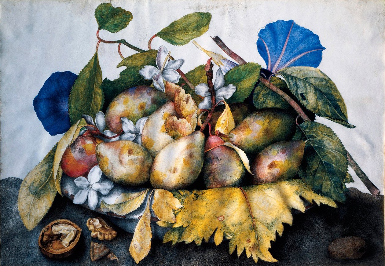 Tallrik med plommon, jasmin och nötter Målning på pergament av Giovanna Garzoni (1600-1670) av Giovanna Garzoni