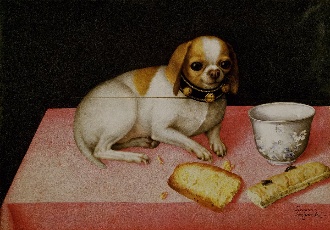 Porträtt av en hund (olja på duk) av Giovanna Garzoni