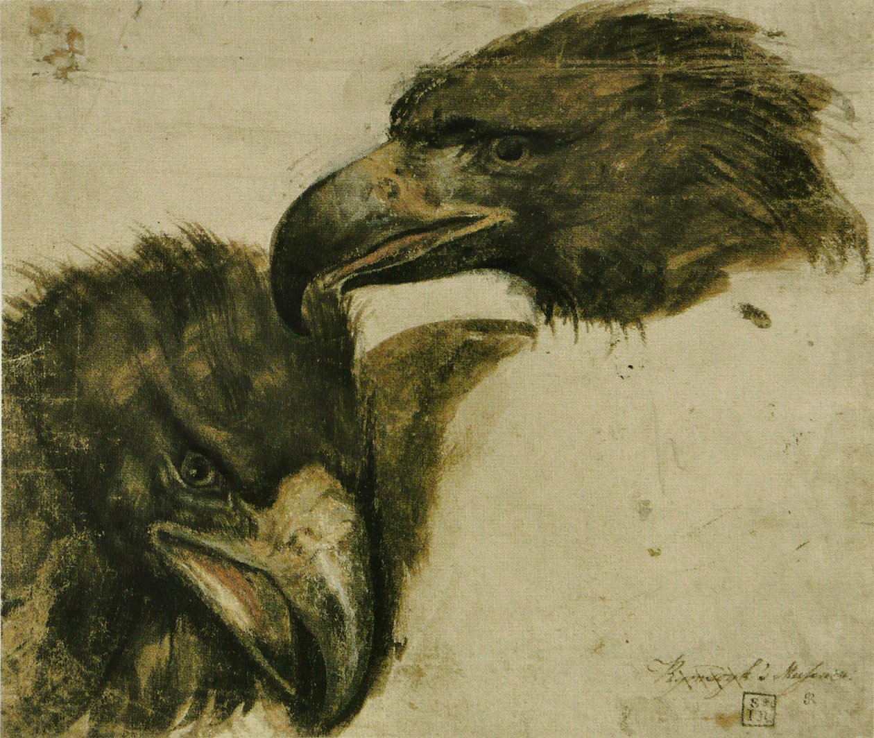 Two studies of Eagle Head av Giovanni da Udine