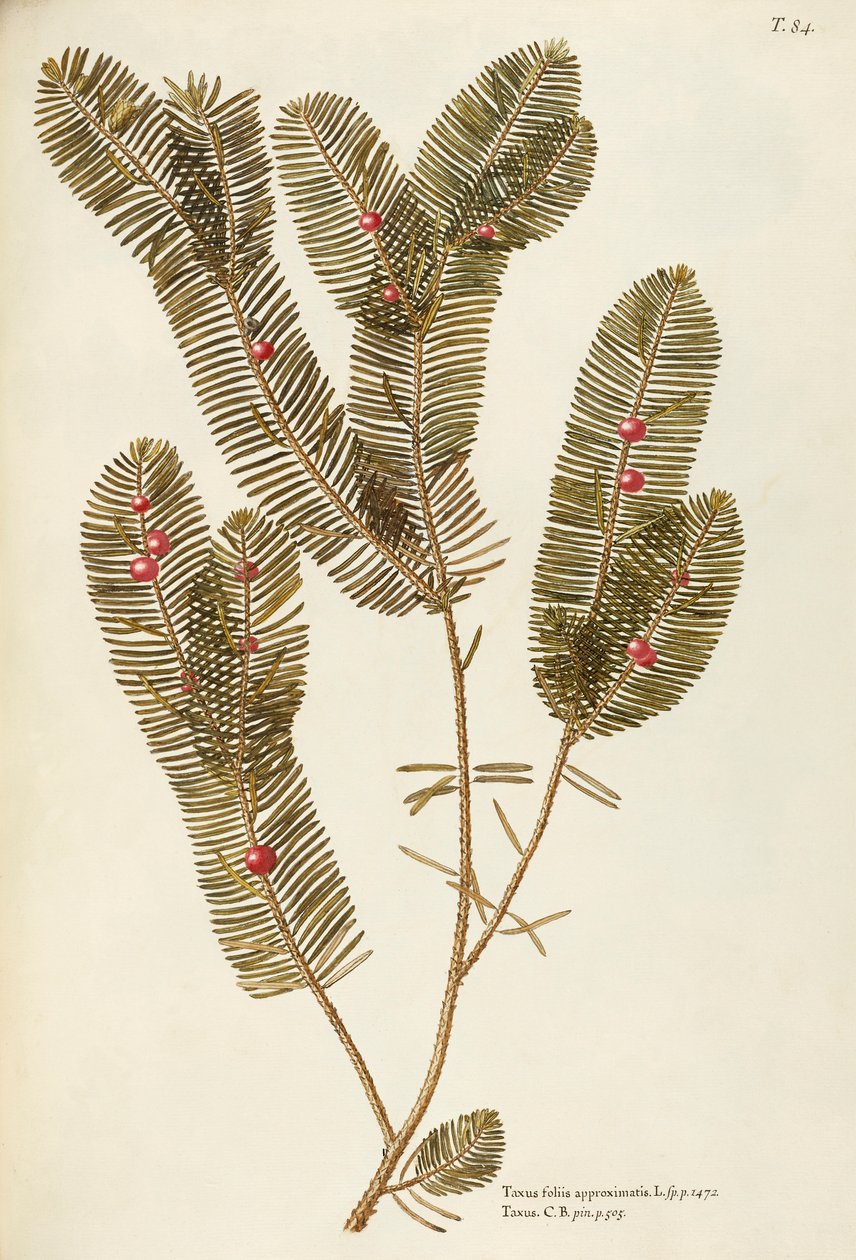 Europeisk idegran (Taxus baccata), Taxaceae av Giovanni Antonio Bottione, akvarell av Giovanni Antonio Bottione