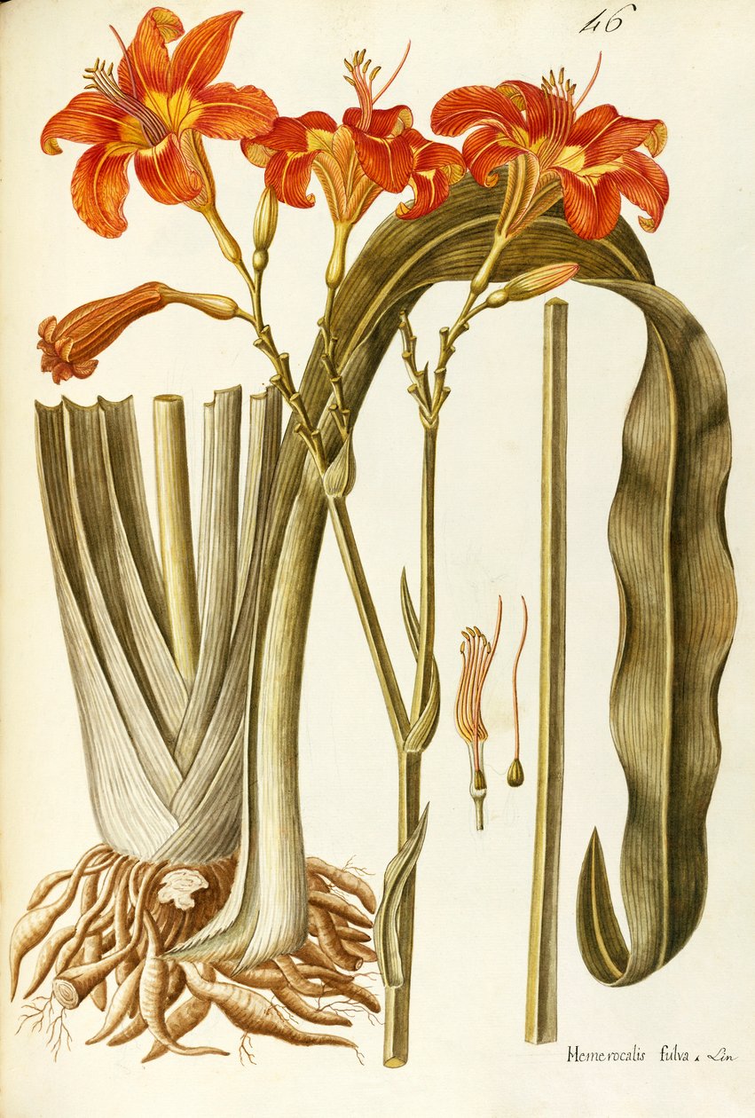 Orange daglilja (Hemerocallis fulva), Liliaceae av Giovanni Antonio Bottione, akvarell av Giovanni Antonio Bottione