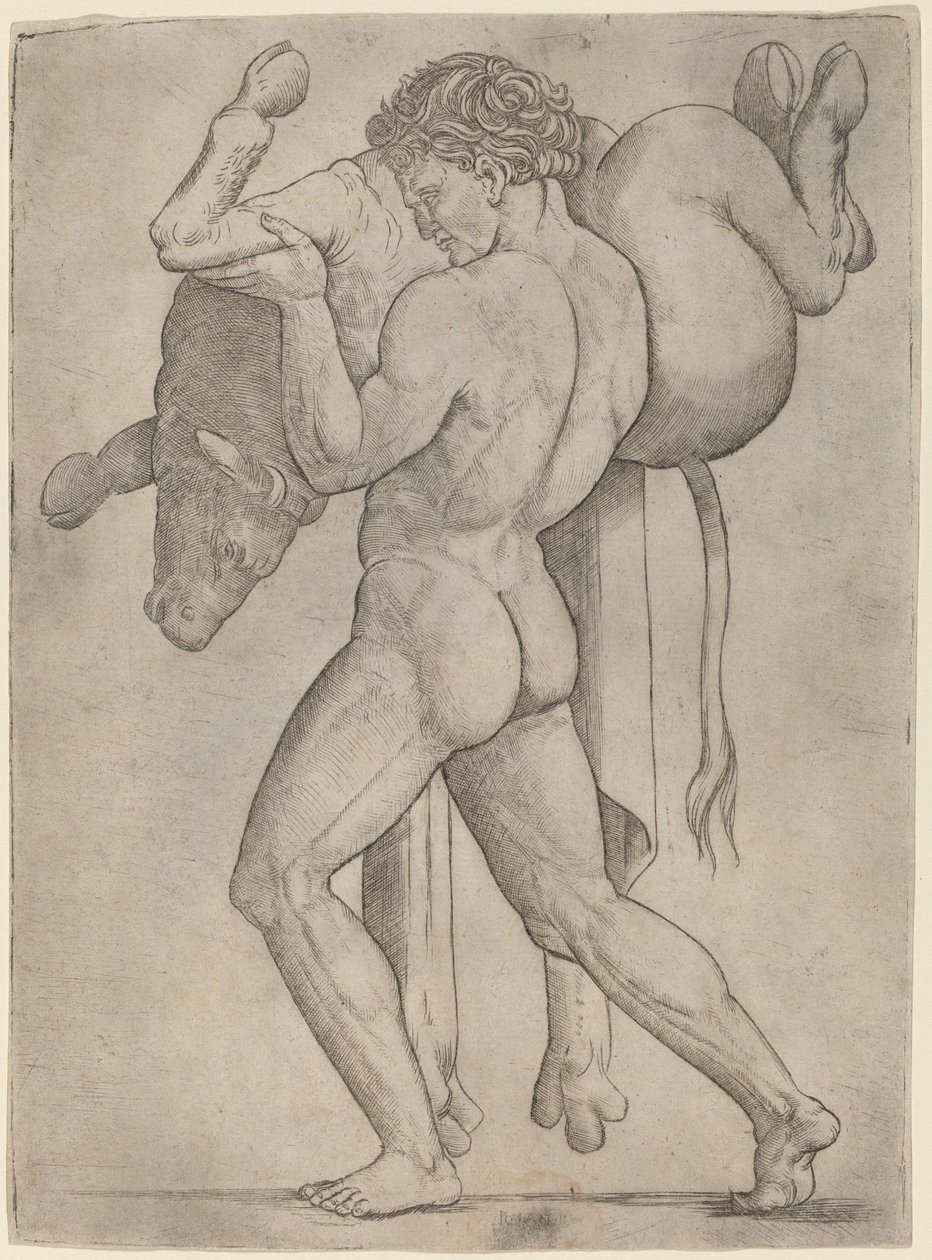 Herkules och den kretensiska tjuren av Giovanni Antonio da Brescia